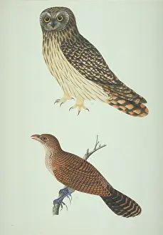 Strigiformes: LS Plate 7 from the John Reeves Collection