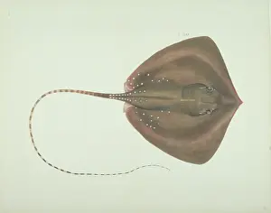 Batoidea: LS Plate 8 from the John Reeves Collection