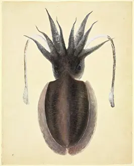 Streamer: LS Plate 83 from the John Reeves Collection