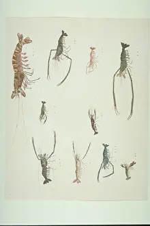 Lobster: LS Plate 90 from the John Reeves Collection