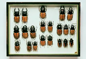 Lucaninae: Lucans cervus, stag beetles