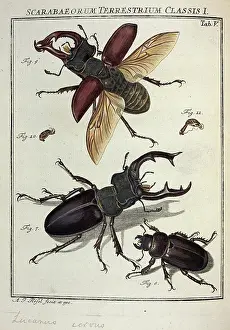 Cervidae: Lucanus cervus Linnaeus, stag beetle