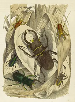 Antennae: Lucanus Dux beetle