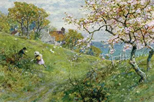 Coleman: At Luccombe, Isle of Wight ' with blossom