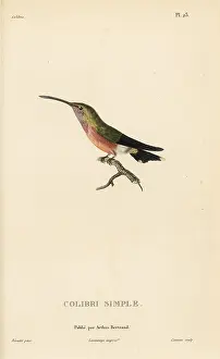 Colibri: Lucifer sheartail, Calothorax lucifer