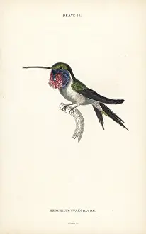 Calothorax: Lucifer sheartail, Calothorax lucifer