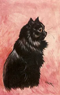 Felines: The Lucky Black Cat