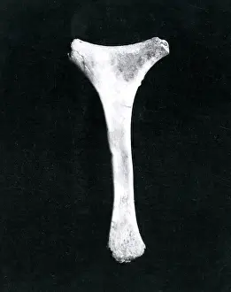 Mascot: Lucky charm mascot (bone), WW1