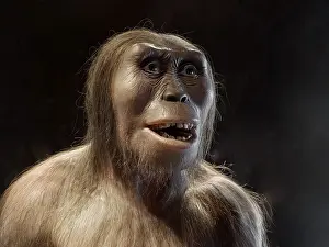 Ancestor: Lucy model, National Museum of Anthropology, Mexico City