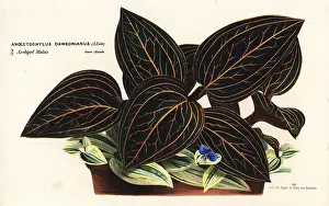 Serres: Ludisia discolor orchid