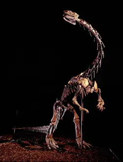 Sauropodomorpha: Lufengosaurus