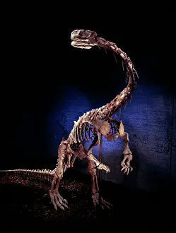 Sauropodomorpha: Lufengosaurus