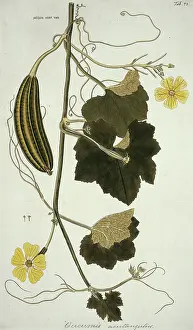 Sponge: Luffa acutangula, sponge gourd
