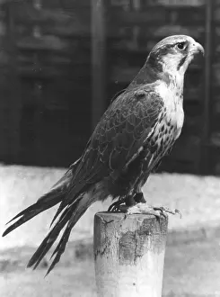 Lugger: LUGGER FALCON
