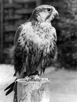 Lugger: LUGGER FALCON