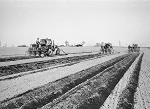 Potatoes: Lugovskoy state farm
