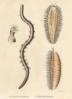 Aculeata: Lugworm and sea mouse
