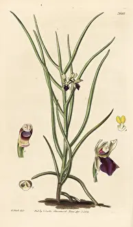 Cymbidium: Luisia tristis orchid