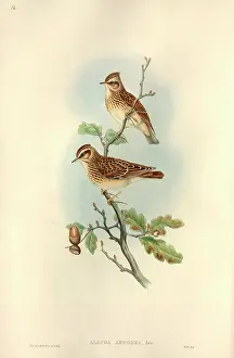Acorn: Lullula arborea, woodlark