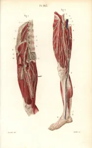 Plexus: Lumbar plexus and crural nerves
