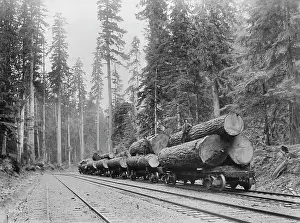 Logging: Lumber - Logs - Occupations - Industry