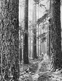 Logging: Lumber - Logs - Occupations - Industry