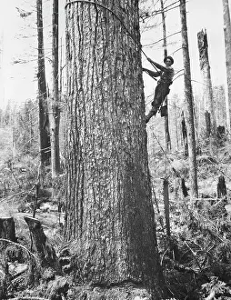 Logging: Lumber - Logs - Occupations - Industry
