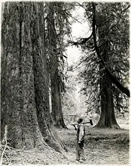 Lumberjack: Lumberjack with axe British Columbia, Canada, c.1920
