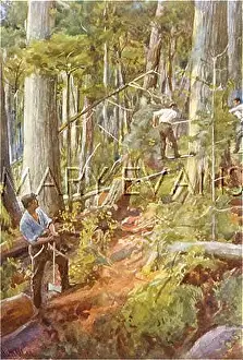 Lumberjacks: LUMBERJACKS/CANADA 1911