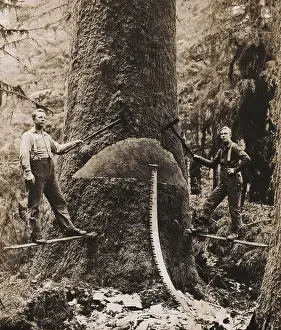 Lcgr2001: Lumbermen harvesting a giant tree in Washington
