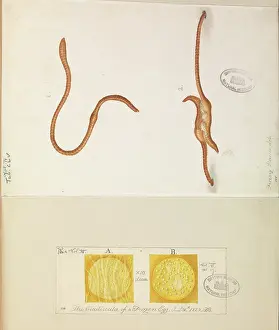 Bauer: Lumbricus lumbricus, Earth worms copulating