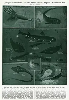 Luminescence: Luminous Deep-Sea Fish by G H Davis