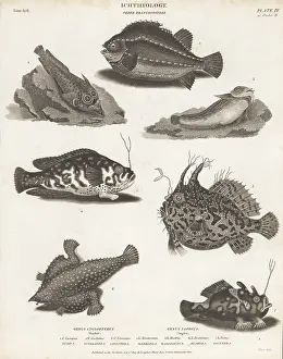 Frogfish: Lumpfish, angler fish and frogfish species