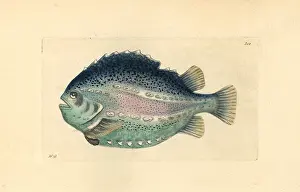 Miscellany: Lumpfish or lumpsucker, Cyclopterus lumpus