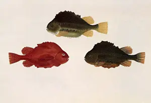 Resemble: Lumpsucker