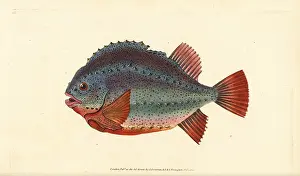 Lumpsucker: Lumpsucker or lumpfish, Cyclopterus lumpus
