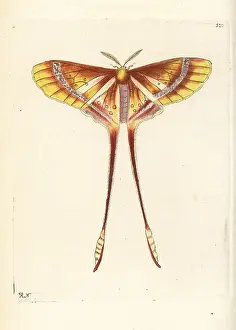 Macroura: Luna or comet moth, Actias species?