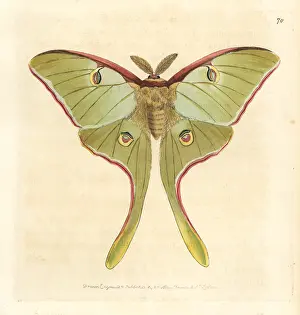 Leach: Luna moth, Actias luna