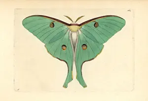 Nodders: Luna moth, Actias luna