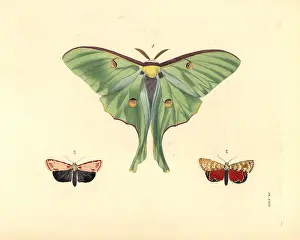 Ventral: Luna and ornate moths