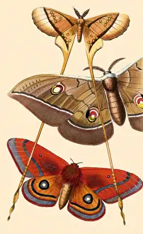 Twist: Luna and Silk Moths