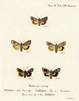 Nymphaea: Lunar yellow underwing and Langmaid's yellow underwing