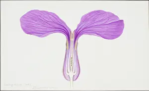 Honesty: Lunaria biennis, honesty