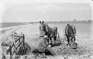 Romney: Lunch Time on Romney Marsh