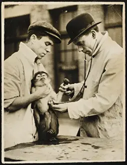 LUNG TEST/MONKEY