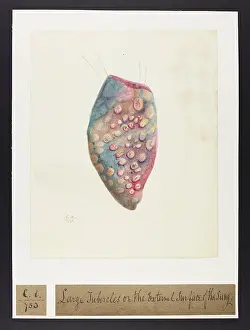 Lung: Lung with Tubercles