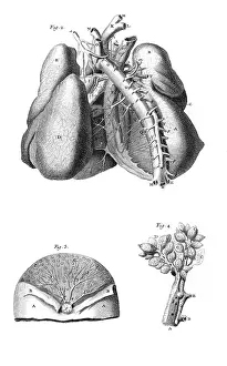Lungs: The LUNGS and the CHEST ARTERIES of the human body