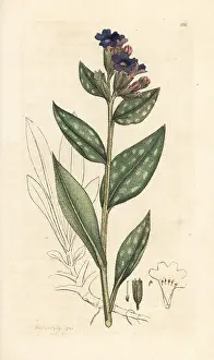 Lungwort: Lungwort, Pulmonaria officinalis