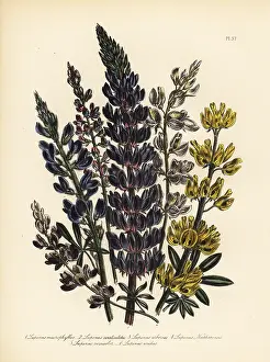 Handfinished: Lupine or Lupinus species