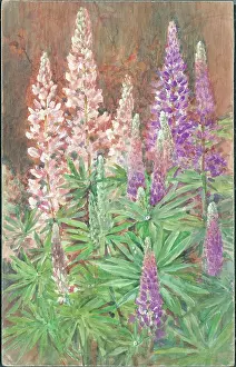 Lupins: Lupins